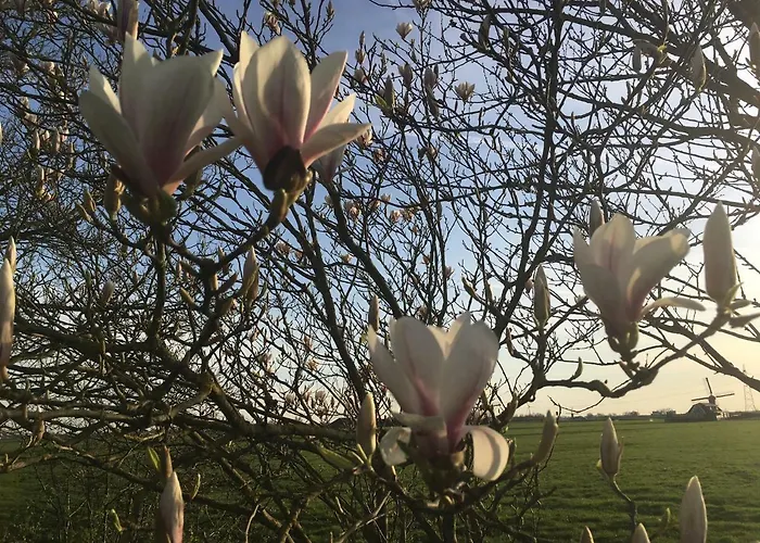 Dom wakacyjny Groeten Uit - Rural