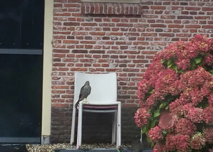 Groeten Uit - Rural *