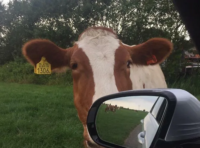 Dom wakacyjny Groeten Uit - Rural Hoogmade